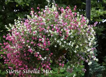 Silene pendula Sibella Mix -basket